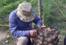 Bella Vista donó 300 kg de cebolla al Banco de Alimentos