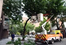 No se detienen los trabajos de poda y mantenimiento de árboles en la Capital