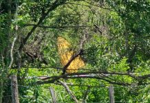 La avioneta del Circo Rodas se estrelló en Salta