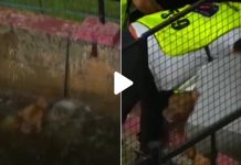 Un perro fue rescatado tras caer a la fosa en medio del partido de Boca y Argentino de Monte Maiz