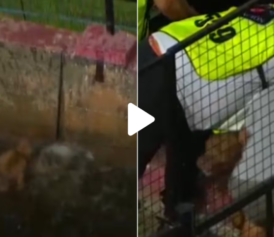 Un perro fue rescatado tras caer a la fosa en medio del partido de Boca y Argentino de Monte Maiz