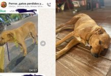 Un perro cordobés viajó en tren, pasó la noche en otra ciudad y volvió a su casa al día siguiente