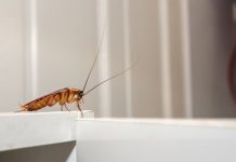 Decile chau a las cucarachas: el ingrediente que odian y que sí o sí tenés en tu cocina