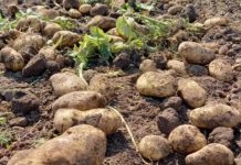 Tucumán lidera la producción de papas