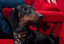 Un cine de París realizó una proyección con perros
