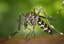 Alertaron por el riesgo de brote de dengue en América Latina: ¿Qué pasa en Argentina?