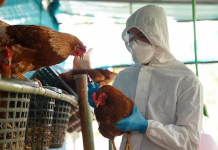 Detectaron una nueva variante de la gripe aviar