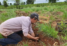 Proyecto de restauración: plantarán 36.000 árboles en la selva de Misiones