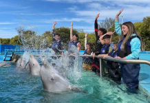 Aquarium de Mar del Plata anunció su cierre y explicó que pasará con los delfines
