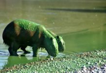 Video: aparecieron carpinchos verdes en Entre Ríos y generaron preocupación