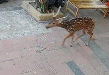 La dramática agonía de un ciervo en Córdoba: deambuló herido por las calles y murió en un negocio