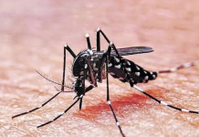 El ministerio de Salud advirtió la presencia de índices larvarios de dengue