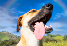 Qué significa que tu perro te lama los pies, según un veterinario