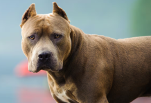 Una joven embarazada fue atacada por su pitbull en Córdoba: está internada con una grave lesión en la cara