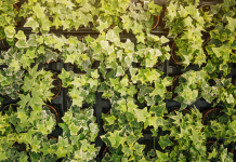 La planta que nunca deberías tener en tu casa porque atrae bichos y otras plagas