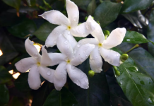 Las 3 plantas que debés sembrar en abril para llenar de flores tu jardín en el próximo verano