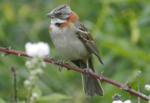 Crearon un dispositivo que recrea antiguos cantos de aves para registrar especies amenazadas