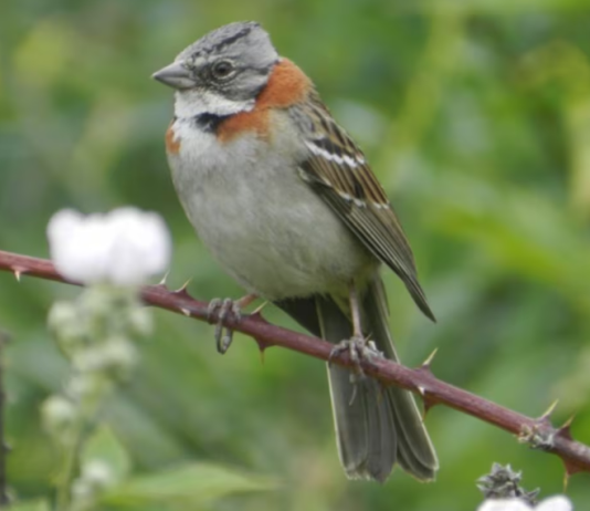 Crearon un dispositivo que recrea antiguos cantos de aves para registrar especies amenazadas