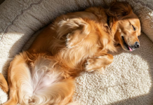 ¿Qué significa que tu perro duerma con la panza para arriba, según un veterinario?