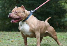 Una nena de 5 años fue atacada por un pitbull en Santa Fe