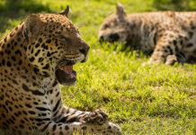 Proponen penas de hasta ocho años de prisión para quienes ataquen a especies en peligro crítico de extinción