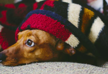 Cómo tenés que sacar a pasear a tu perro en invierno para que no pase frío, según un veterinario
