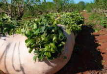 Yerba mate: la producción cayó más de un 30% interanual