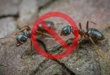 Adiós hormigas: el truco de un jardinero para mantenerlas alejadas de tus plantas