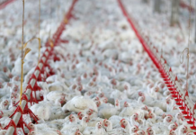 Argentina suspendió las importaciones de pollo desde Brasil por un brote de gripe aviar