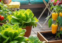 La verdura ideal para plantar en junio y que crezca en pocos meses