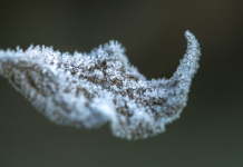 Ni fertilizante ni químicos caros: el método para proteger a tus plantas del frío en el invierno