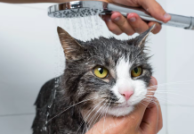 ¿Qué sienten los gatos cuando los bañan, según una veterinaria?