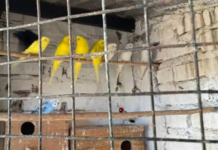 Rescataron más de 100 aves exóticas durante un allanamiento realizado en Chaco