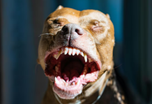 Río Negro: un bebé de un año fue atacado por un pitbull y lucha por su vida