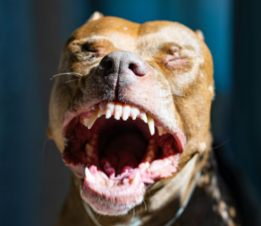 Río Negro: un bebé de un año fue atacado por un pitbull y lucha por su vida
