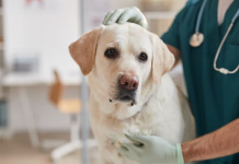 Cómo saber si un perro tiene gripe: qué señales ver antes de que genere complicaciones