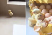 Fue a preparar el desayuno y notó que habían nacido pollitos de los maples de huevos