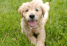 Día Mundial del Perro: alimentos húmedos y salud bucal, claves en el bienestar de las mascotas