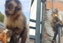 Apareció un mono con pañal en un barrio de Santa Fe, se robó un pan casero y escapó saltando los techos
