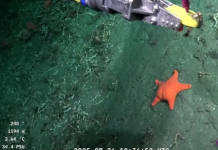 Encontraron a «Patricio Estrella» en el Mar Argentino