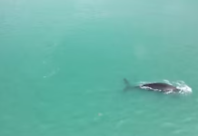 Una ballena apareció en el Puerto de Mar del Plata y tuvieron que frenar todas las operaciones