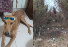 Denuncian que un hombre mató a un perro: lo arrastró con su camioneta y lo dejó agonizando en un baldío