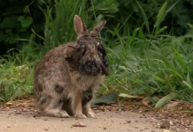 Alertan en EEUU por la aparición de conejos con tentáculos en la cabeza