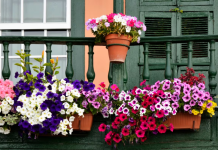 Las 5 flores para sembrar en septiembre y tener un balcón lleno de color en verano