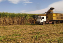 tucumana Zafra 2025: datos productivos al finalizar agosto