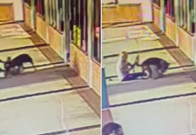 Video: una mujer de 70 años mordió a un pitbull en la nuca para salvar a su perro
