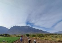 Una investigación tucumana revaloriza saberes de los pueblos originarios