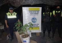 Tras un incendio en un descampado hallaron 15 plantines de marihuana