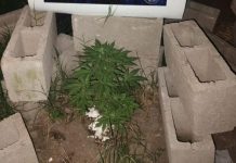 Investigación y allanamientos: la Policía incauta un arma y marihuana