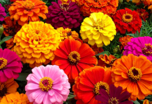 Las tres plantas ideales para sembrar en noviembre y llenar de color tu jardín en verano